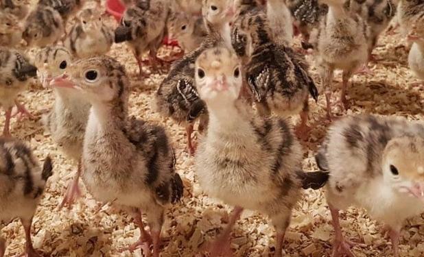 تولید ۲ میلیون جوجه بوقلمون در گیلان
