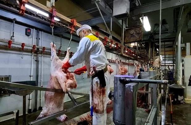 فعالیت کشتارگاه مشهد در آستانه عید قربان 