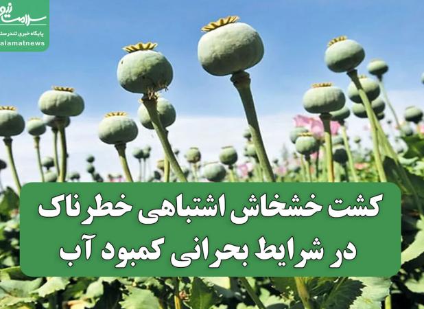 کشت خشخاش اشتباهی خطرناک در شرایط بحرانی کمبود آب