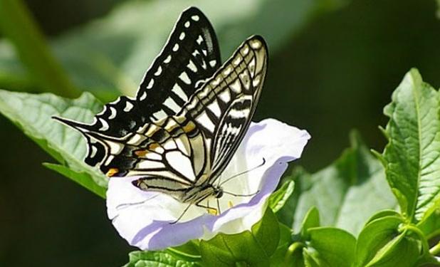 پروانه‌ها چگونه به تشخیص سرطان کمک می‌کنند؟