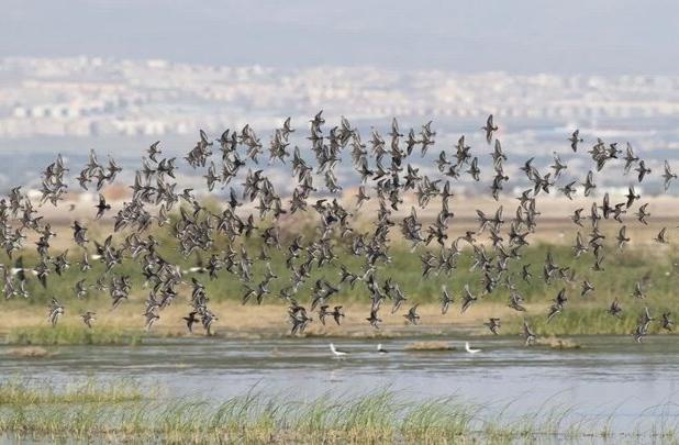 آغاز پایش‌ مناطق حفاظت شده لرستان برای مقابله با آنفلوانزا پرندگان
