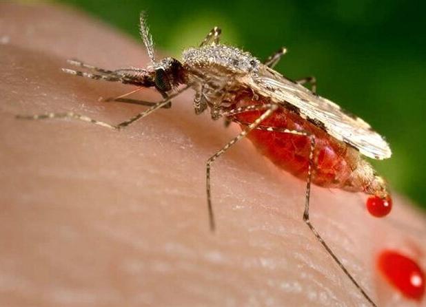 شمار مبتلایان به تب دنگی در هرمزگان به ۲۳۲ نفر رسید