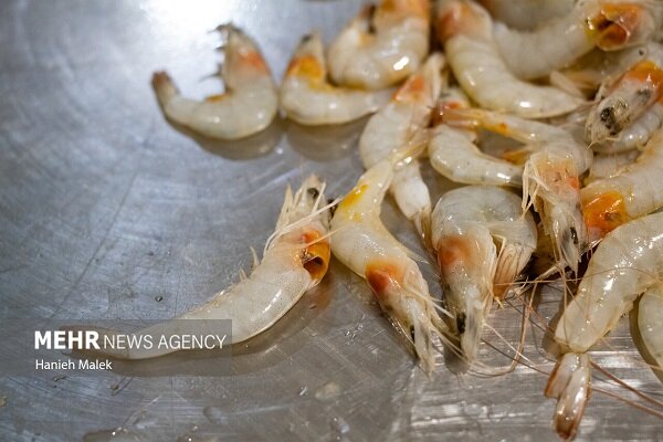 سرگزی: تولید بچه‌میگو در سیستان و بلوچستان رشد ۱۵۳ درصدی داشته است