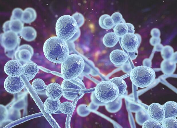 شیوع یک قارچ کشنده مقاوم در برابر دارو در ۶۱ کشور