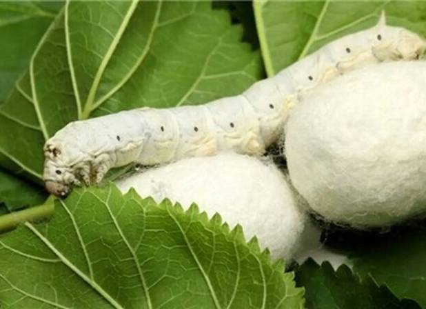 افزایش ۱۸۰ درصدی تخم نوغان در کشور