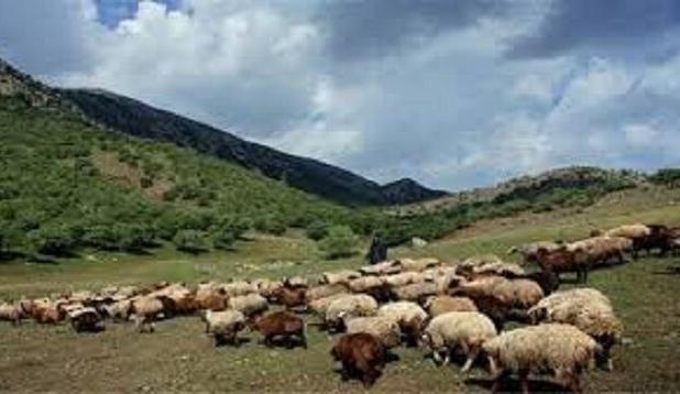 دانش‌آموخته دکترای محیط زیست: رمه‌گردانی در روزهای بارانی فشار مضاعفی بر اکوسیستم وارد می‌کند