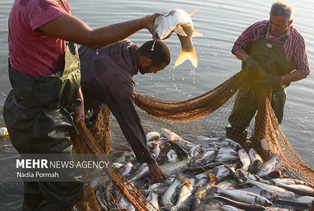 افزایش ۲۶۹ درصدی صید ماهی در گلستان از آغاز فصل صید