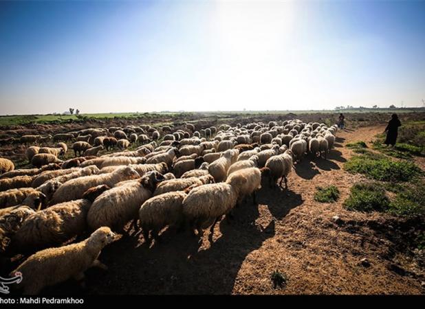 پاکستان، عامل ورود تب برفکی به ایران
