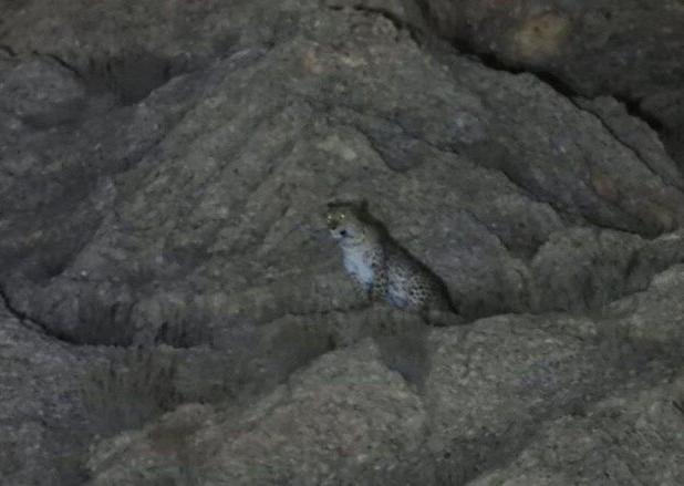 تصاویری زیبا از پلنگ ایرانی ماده با سه توله