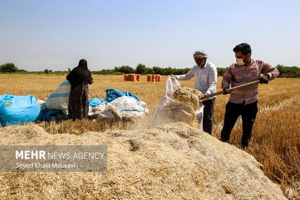 کاهش ۳۰ درصدی برداشت گندم در سربیشه