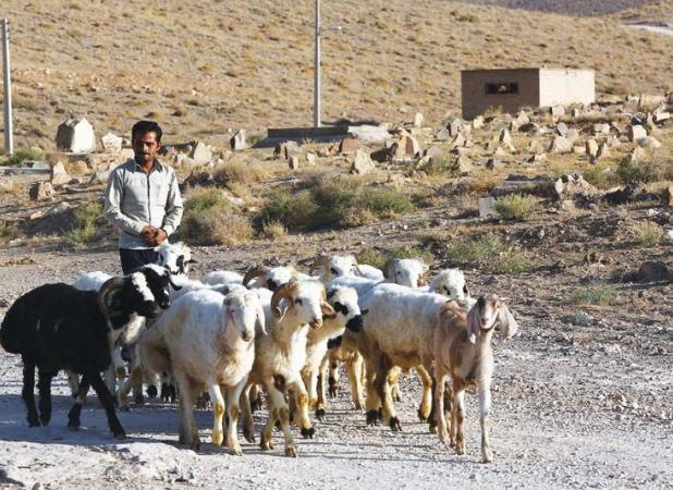 بُز مورسیا؛ ناجی دامداران در اقلیم خشک