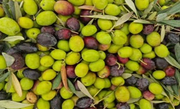 خشکسالی روغن زیتون را در اروپا کم یاب کرد