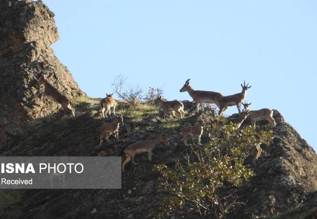 پناهگاه حیات‌وحش انگوران نقش مهمی در صیانت از تنوع زیستی دارد