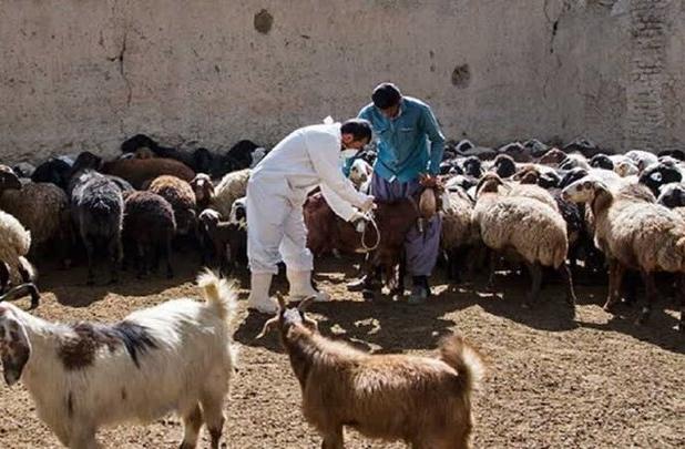 آغاز واکسیناسیون دام‌های عشایر لرستان علیه تب برفکی و تب مالت