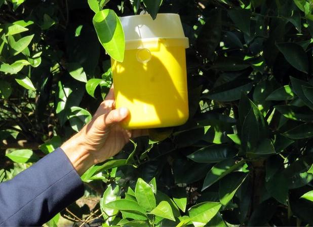 کاهش آفت مگس میوه مدیترانه‌ای در باغات بابل