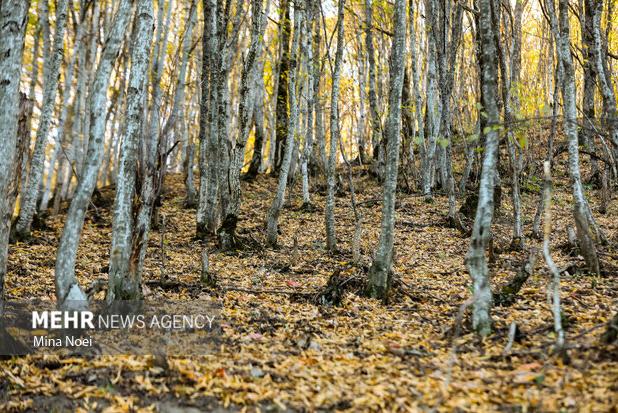 نشست کارگروه ملی طبیعت‌گردی با محور حفاظت و توسعه پایدار برگزار شد