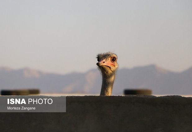 گوشتی لذیذ با خواص بسیار اما ناشناخته!