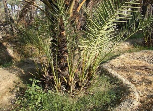کشت پاجوش نخل کریته در بخش رودخانه