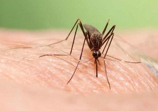 موارد ابتلای تب دنگی در هرمزگان به ۲۲۵ نفر رسید