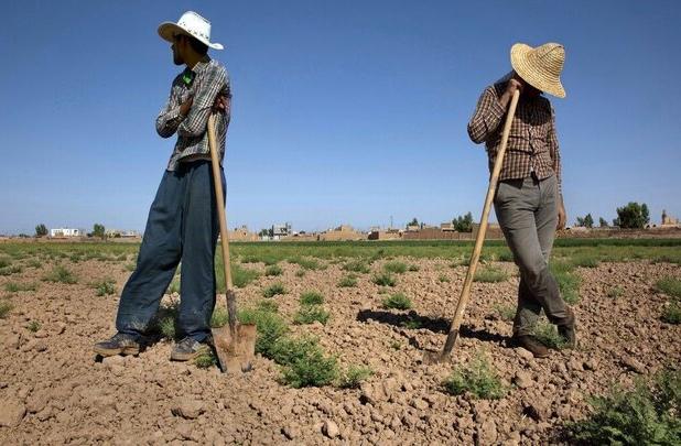 قطعی برق در دمای ۴۵ درجه جنوب کرمان و خاموشی موتور پمپ‌های کشاورزی