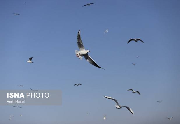 تنفس هوای «پاک» در  ۵ شهر خوزستان