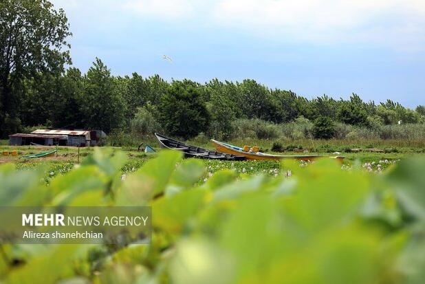 تصویربرداری از پرنده نادر «کشیم بزرگ» در تالاب بین المللی انزلی