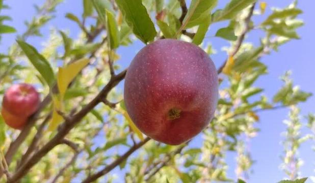 سرما و تگرگ تولید سیب در مهاباد را یک چهارم کاهش داد