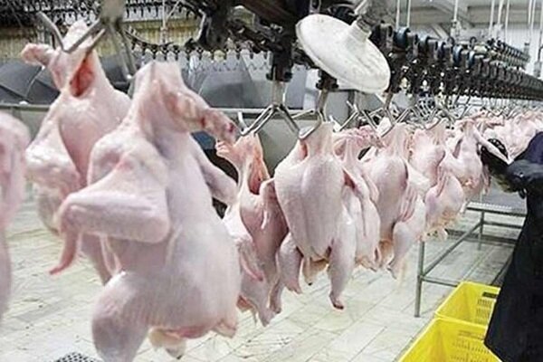 عرضه بیش از ۱۵ تن مرغ با تلاش زندانیان لاهیجانی به بازار