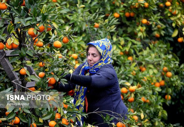 پیش بینی تولید ۲۳۰ هزار تنی مرکبات در گیلان