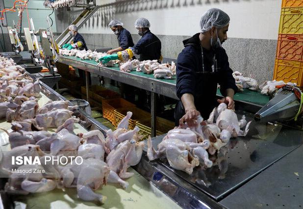 تولید ۳۹ هزار تن گوشت مرغ در سیستان و بلوچستان طی سال جاری