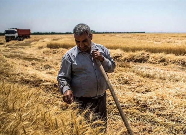 آغاز پرداخت غرامت گندمکاران با واریز 1100 میلیارد تومان