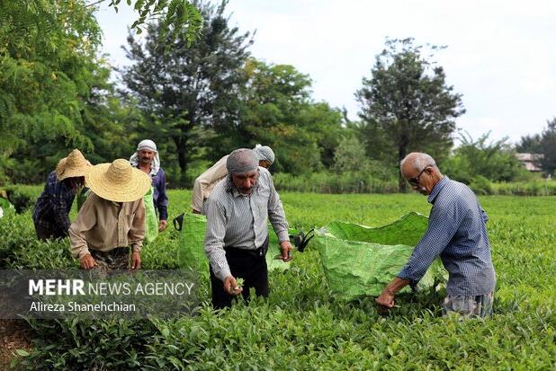 برداشت ۳ هزار تُن برگ سبز چای از باغات شفت