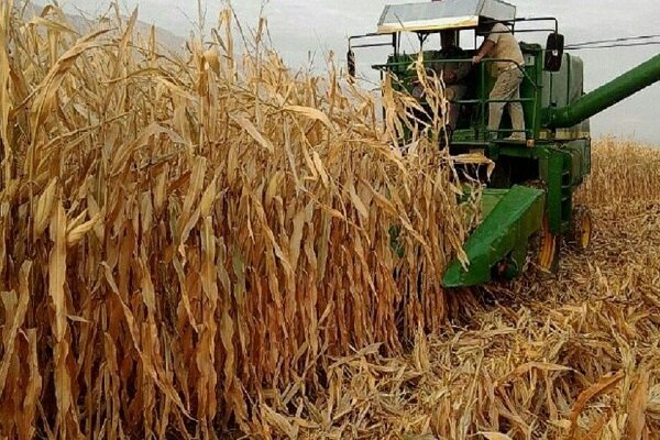کشت ۶ هزار هکتار ذرت علوفه‌ای در مزارع استان قزوین آغاز شد