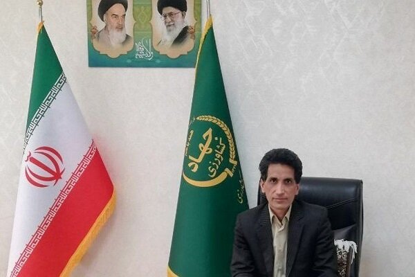 شهرکی: ۴۹ کیلو گرم زعفران از مزارع زاهدان برداشت می شود