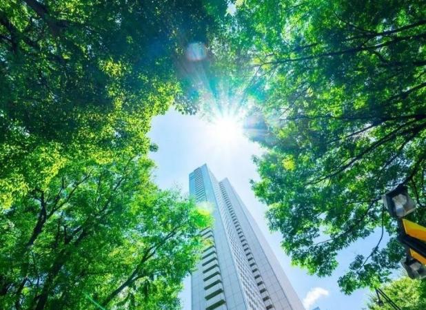 کاهش ۶۵ درصدی گرمای شهری با کاشت درختان بیشتر