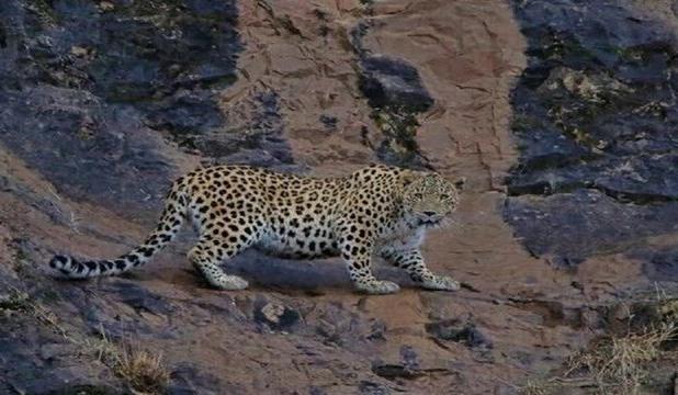 ثبت پلنگ ایرانی گواهی بر غنای زیستگاه منطقه حیات‌وحش کوهسرخ