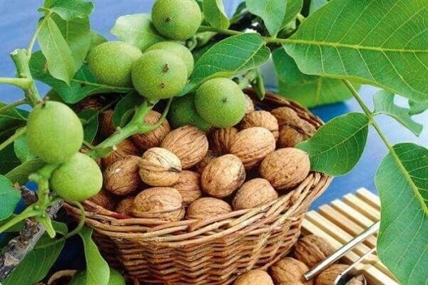 تجاری‌سازی باغ ها با استفاده از روش‌های نوین