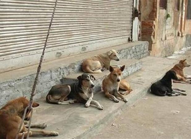 شهرداری همدان پیرامون جمع‌آوری سگ‌های ولگرد هشدار گرفت