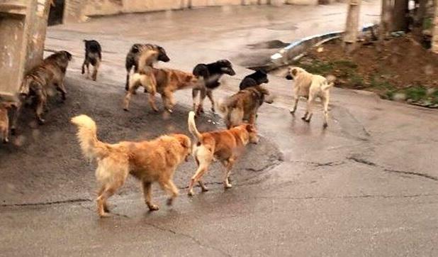 جمع آوری و کم شدن سگ های ولگرد در کرج