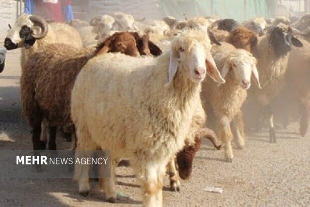 وضعیت بحرانی دام سبک در اصفهان؛ نهاده به دامداران داده نمی‌شود