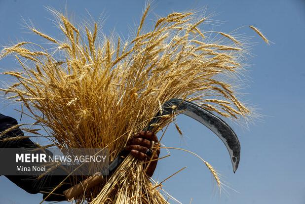 سهرابی: موجودی گندم استان خراسان رضوی «اطمینان‌بخش» است