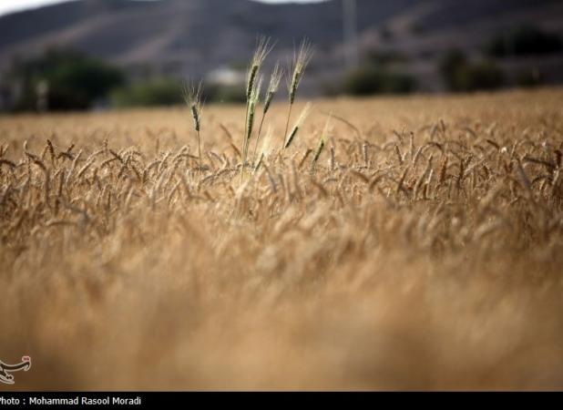جداول پاکی خرید تضمینی گندم در سال ۱۴۰۳ ابلاغ شد