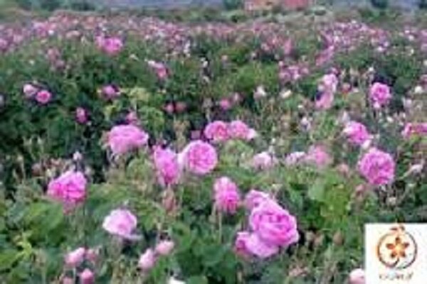 ایران بزرگترین تولیدکننده گل محمدی، بدون سهمی در بازار جهانی