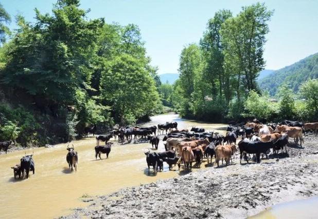 سوادکوه شمالی، ظرفیت تولیدات دامی و زراعی با ۱۰ هزار بهره‌بردار