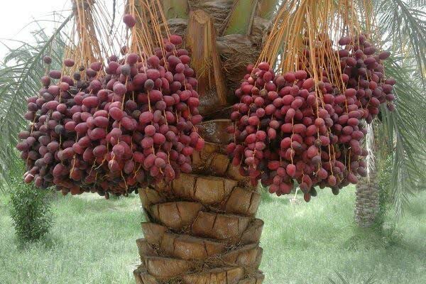 فارس، پیشتاز در تولید میوه‌های گرمسیری و نیمه‌گرمسیری کشور