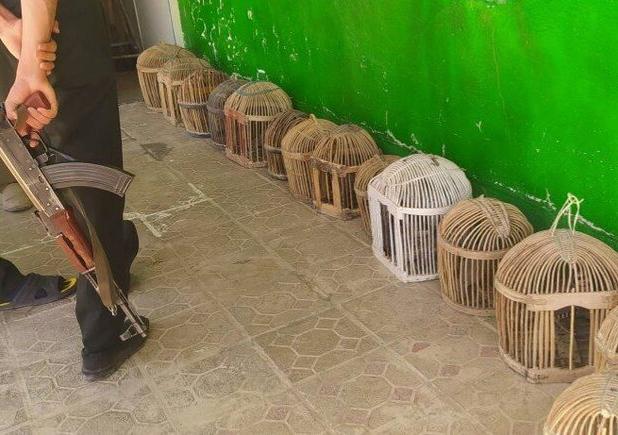 نجات ۱۴ قطعه کبک وحشی از دست متخلفان در سقز