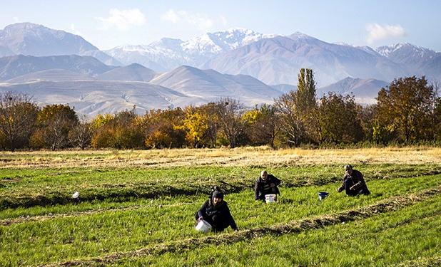 مزرعه الگو در نقاط بحرانی لرستان ایجاد می‌شود