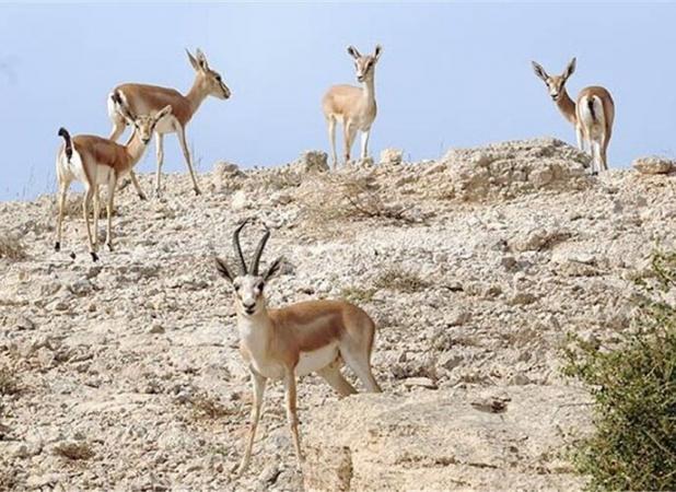 علوفه برای حمایت از آهوی خارگی تأمین شد