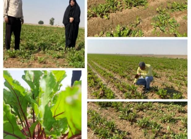 افزایش کشت محصول چغندر لبویی در شهرستان دهلران