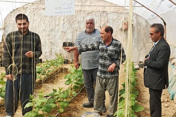 صفایی: فصل کشت گلخانه‌ای هامون با پیش‌بینی تولید ۲۸۰۰ تن محصول آغاز شد